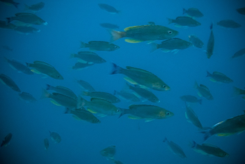 Cyprichromis sp. 'dwarf jumbo' Mawimbi